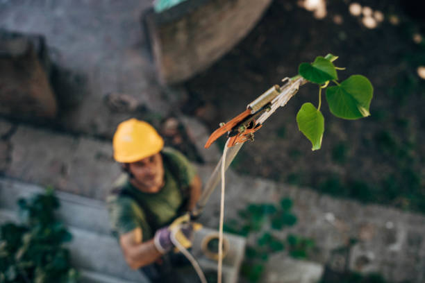 Best Palm Tree Trimming  in USA